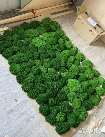 Мох от производителя для декора помещений