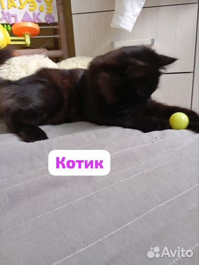 Котёнок