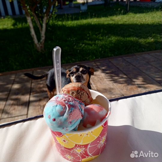 Передержка собак и грызунов