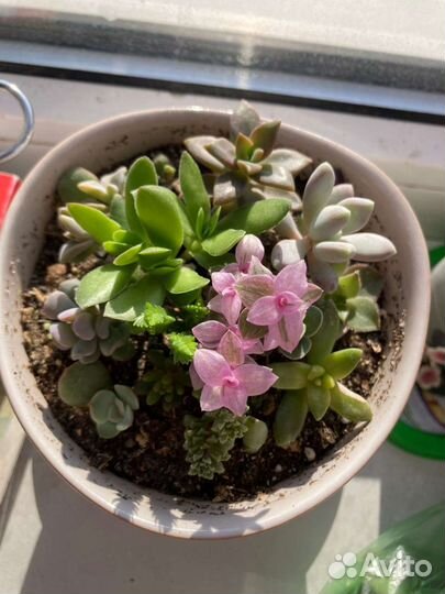 Красота поднебесная и Ципирус, суккуленты