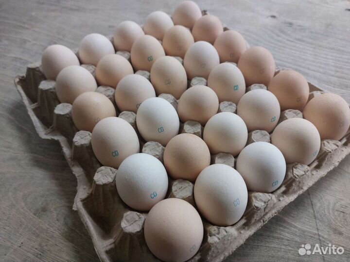 Яйцо куриное оптом