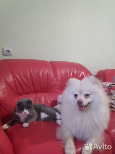 Передержка собак и кошек