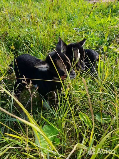 Камерунские козы