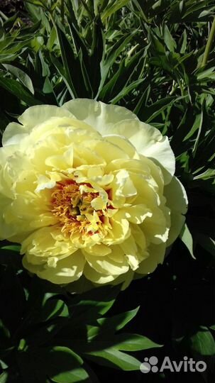 Пионы ито-гибриды