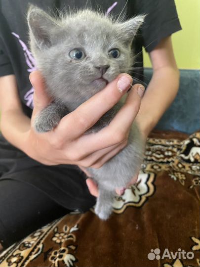 Британские котята