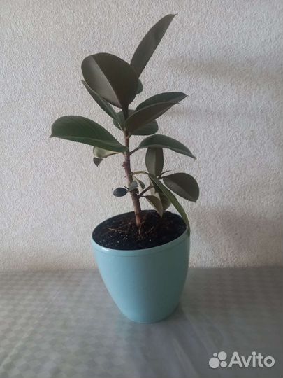 Фикус каучуконосный