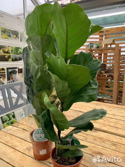 Комнатные растения фикус