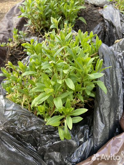 Флоксы многолетние розовые