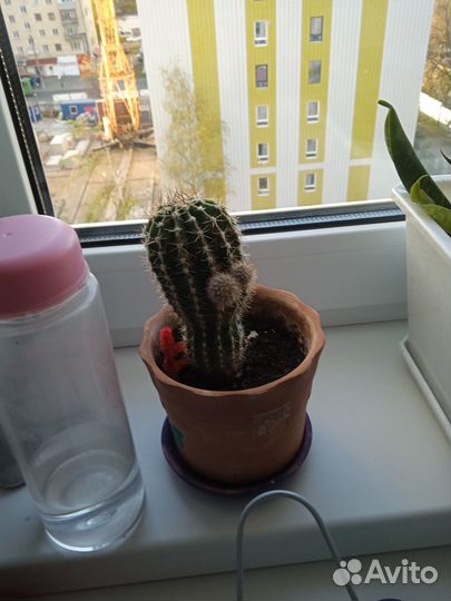 Кактусы и суккуленты