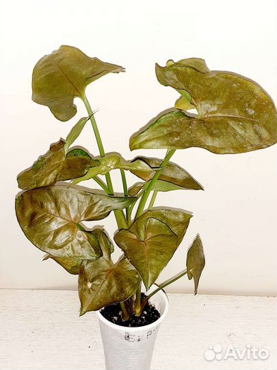 Сингониумы сортовые