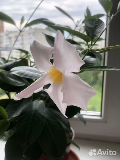 Дипладения (Мандевилла) белая, малиновая, розовая