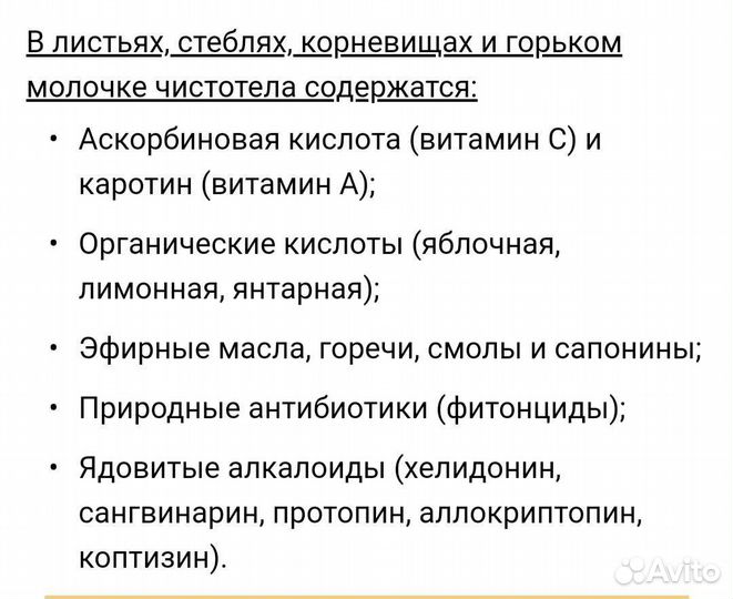 Чистотел растение