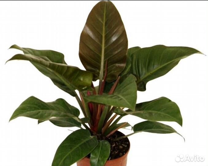 Филодендрон