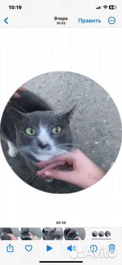 Котик ищет дом