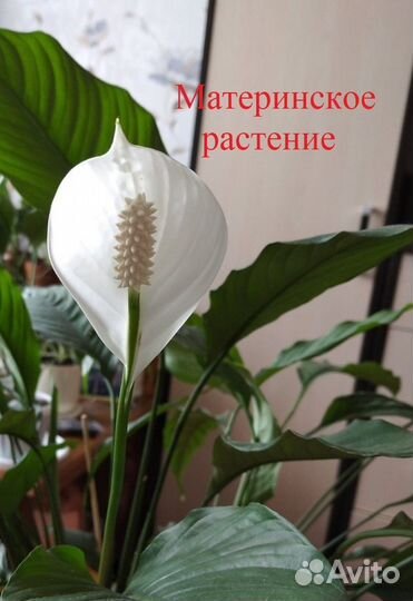 Спатифиллум (женское счастье) - взрослое растение