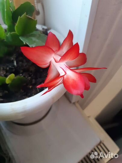 Комнатные растения цветы