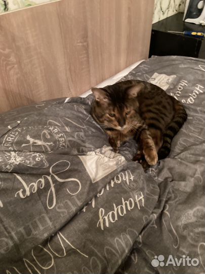 Бенгальский кот в добрые руки