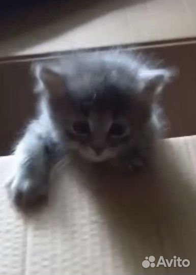 Котята 1 мес