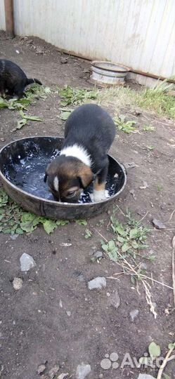 Щенки бесплатно