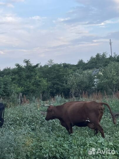 Коровы дойные