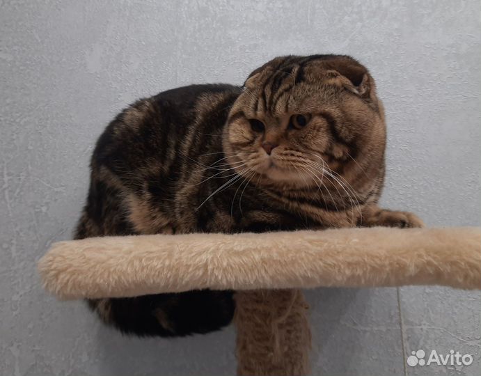 Шотландский кот вязка