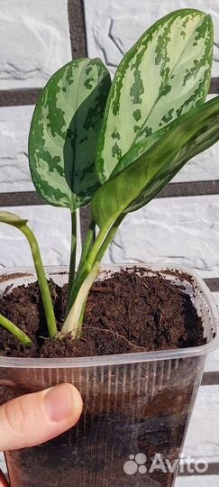Комнатное растение Аглаонема