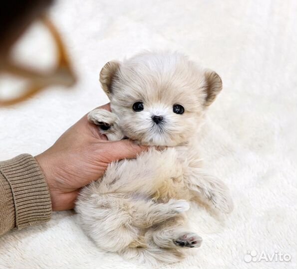 Тикап мальтипу из Кореи