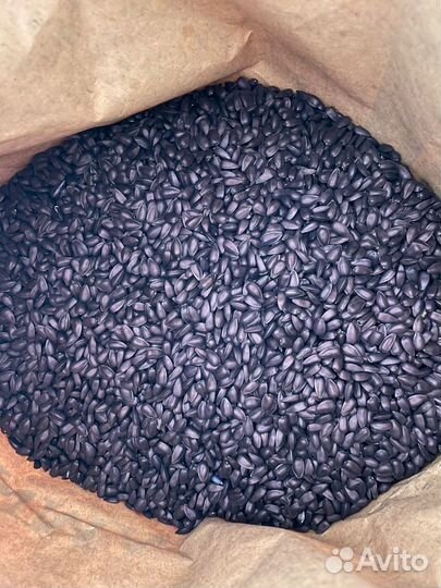 Семена подсолнечника Санмарин 410 под евролайтинг