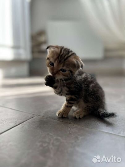 Шотландская кошка