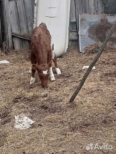 Теленок бычок 1 месяц