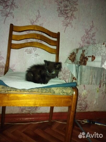 Кошка в дар