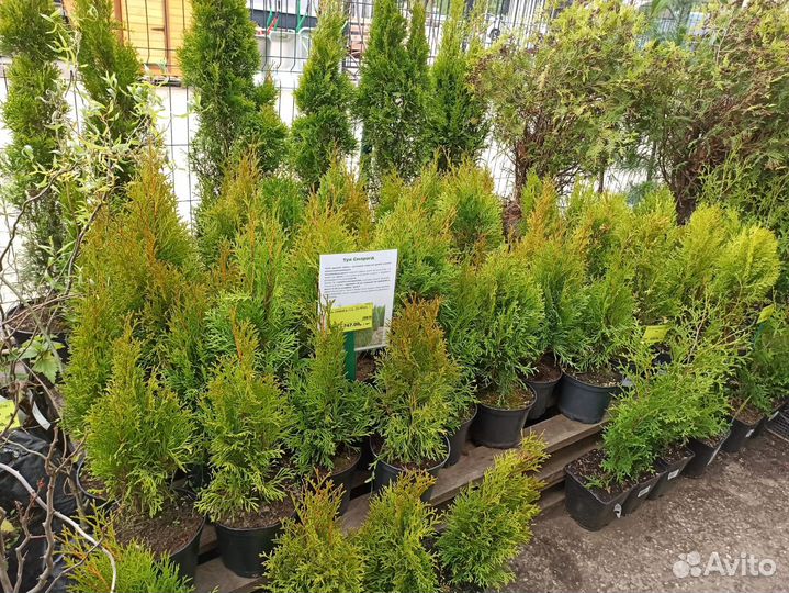 Саженцы Туя