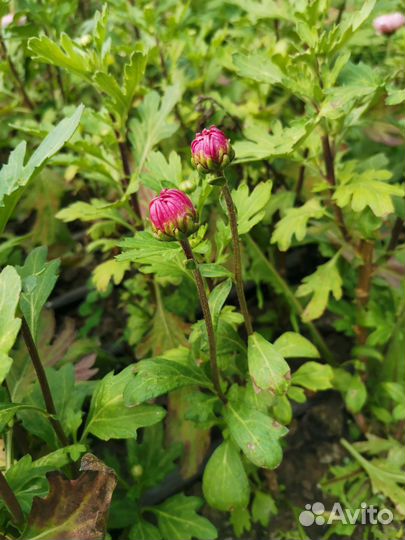 Корни веточной хризантемы