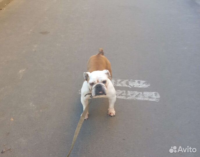 Собаки бесплатно