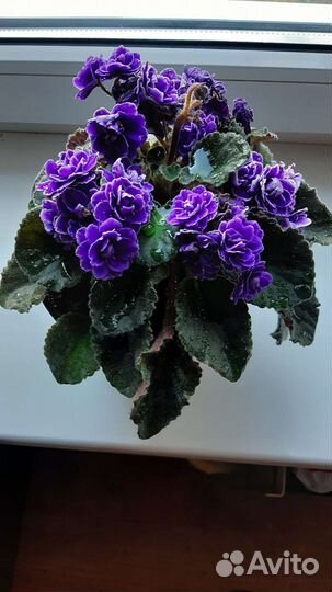 Детки сортовых фиалок