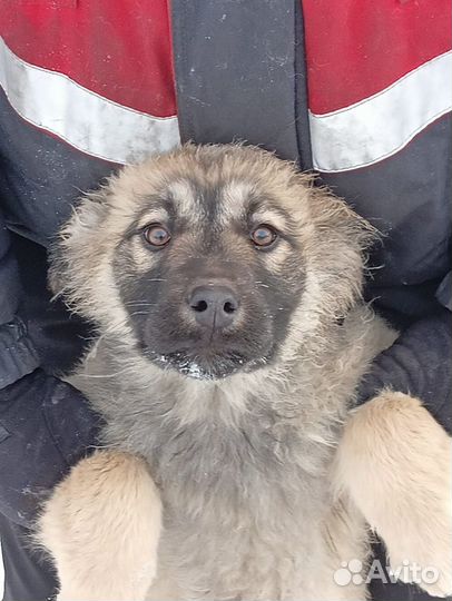 Щенки большой сторожевой собаки в добрые руки