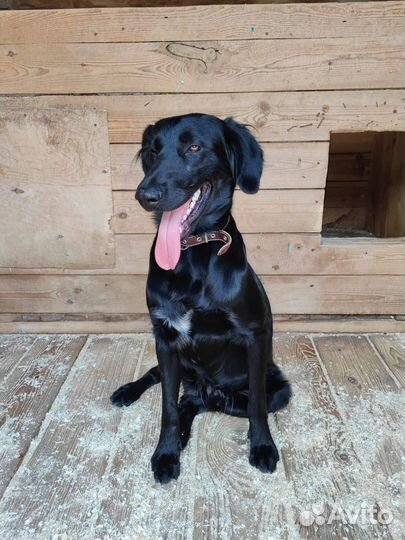 Бывшедомашний пес пропадает в приюте