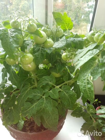 Рассада комнатных помидор с плодами