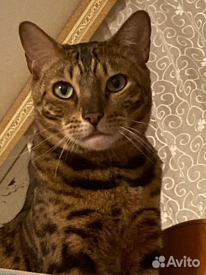 Бенгальский кот