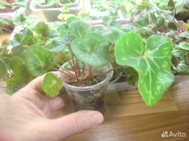 Детки цикламена