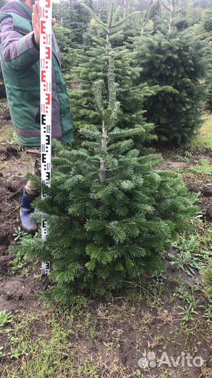 Пихта кавказская