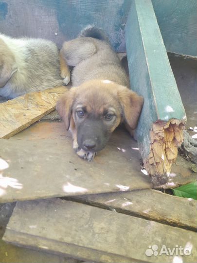 Девочки) отдам в добрые руки бесплатно