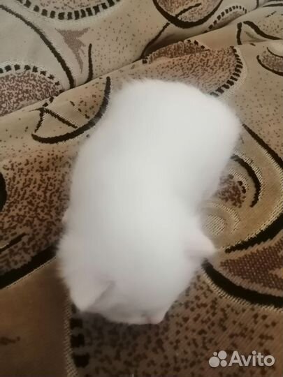 Белая Кошечка