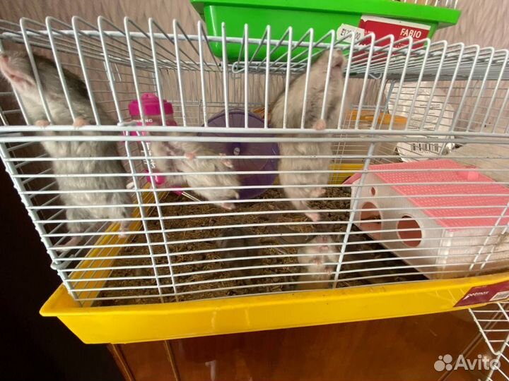 Джунгарские хомячки с клеткой