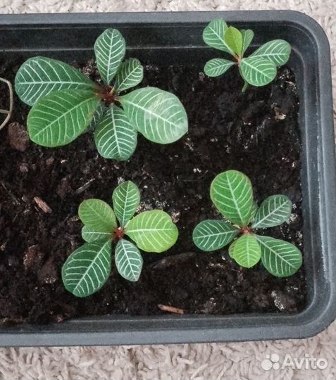 Молочай росточки