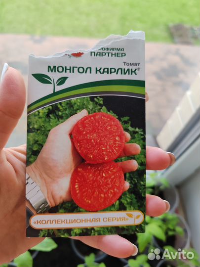 Рассада помидор Монгольский карлик (Партнёр)