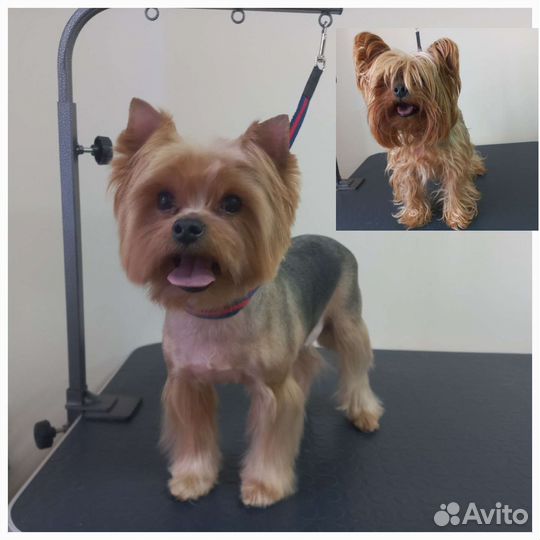 Груминг собак и кошек