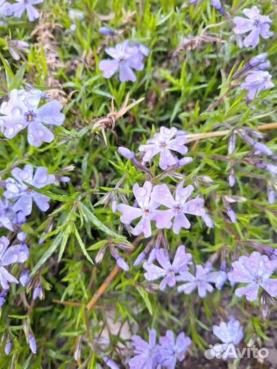 Флокс шиловидный