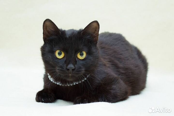 Кошечка Пумба ищет дом