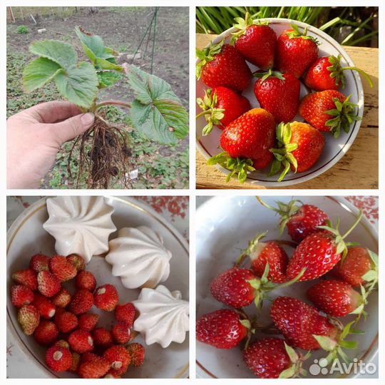 Рассада клубники